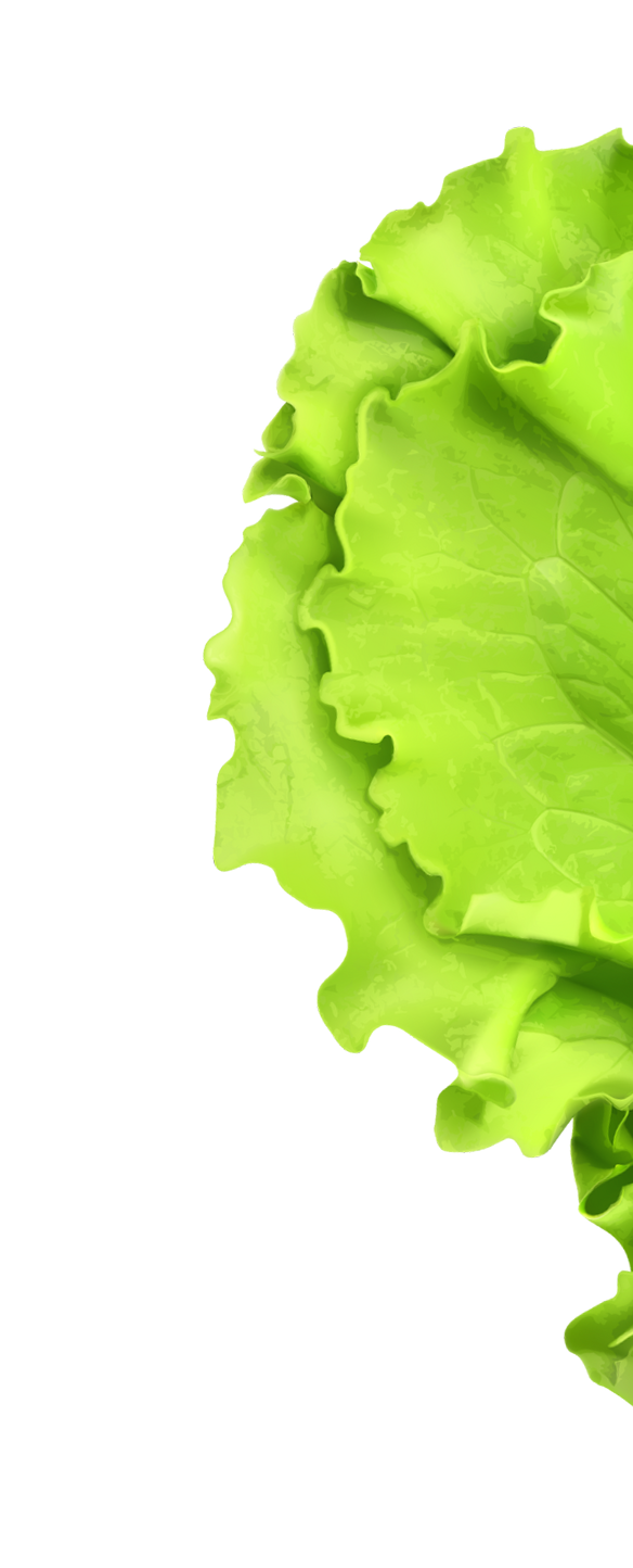Green lettuce leaves on black background.